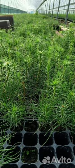 Саженцы сосны зкс опт