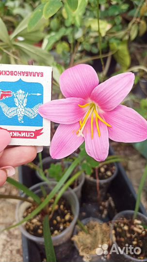 Гемантус, зефирантес