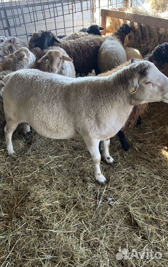 Баран Немецкий Суффолк