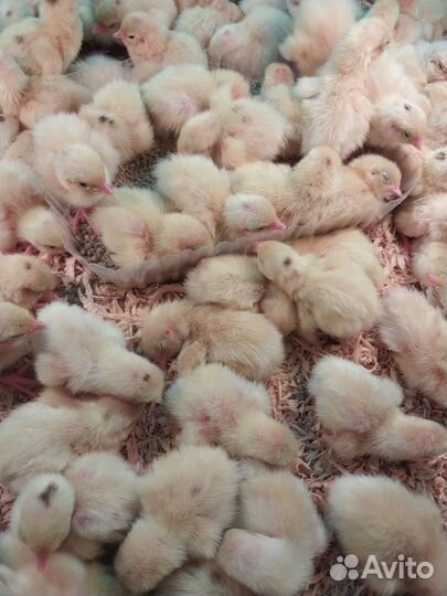 Суточные перепелята