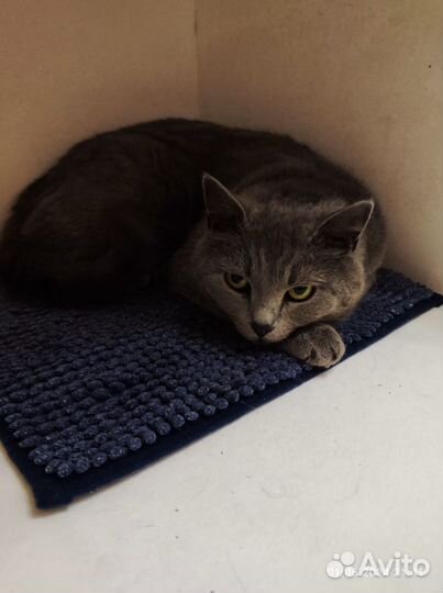 Кошечка с приюта полу британка