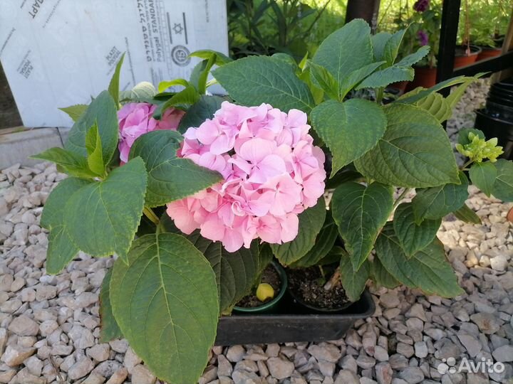 Гортензия крупнолистная розовая