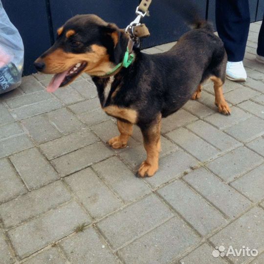 Собаки бесплатно такса