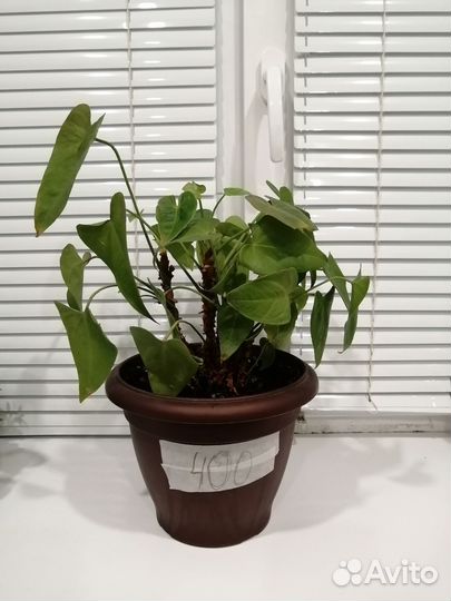 Комнатные цветы антуриум