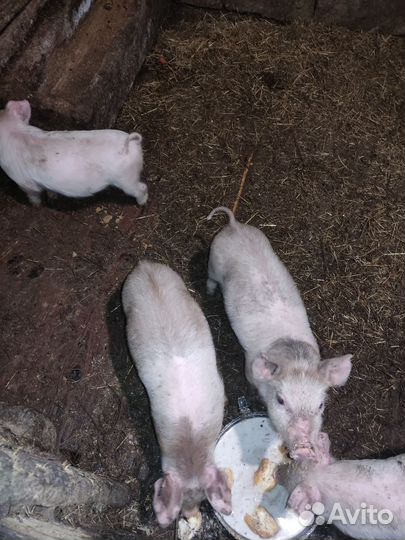 Поросенок ландрас