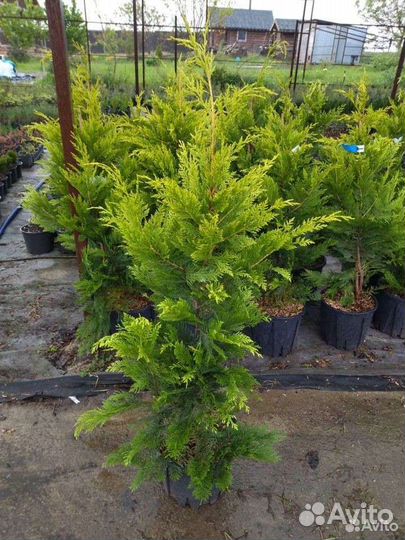 Купрессоципарис лейланда голдрайдер (краснодар)