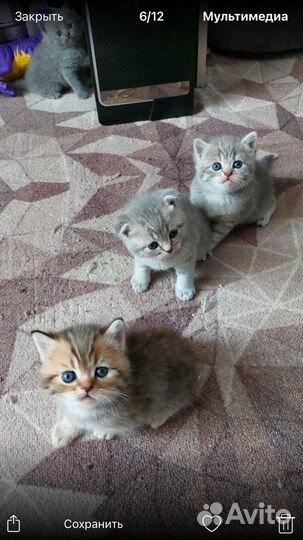 Шотландские вислоухие котята