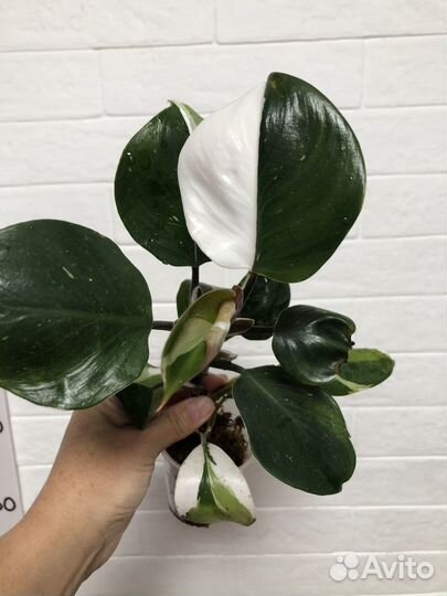 Филодендрон Вайт кнайт