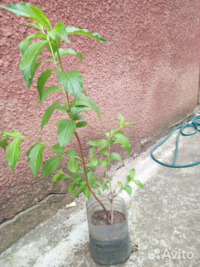 Вейгела розовая