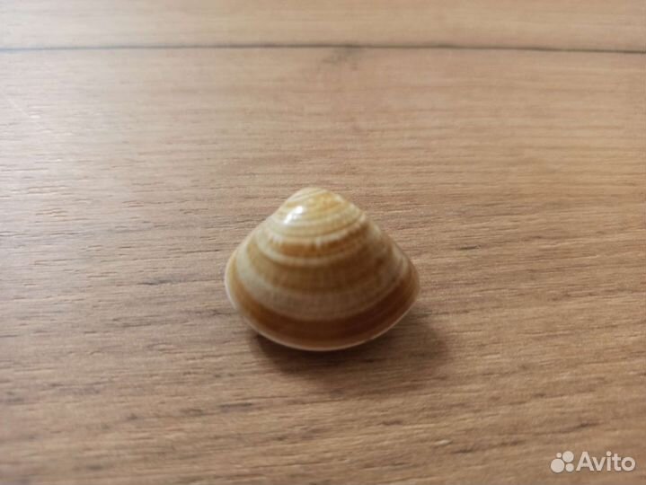 Морская раковина