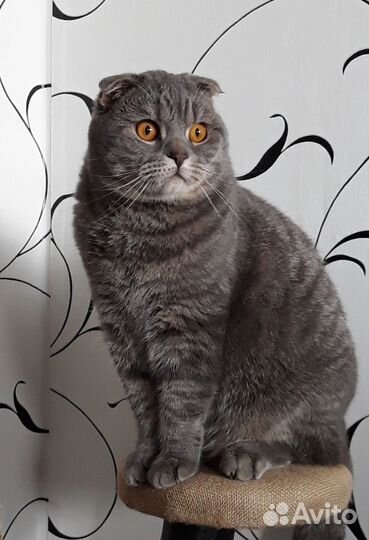 Шотландский кот