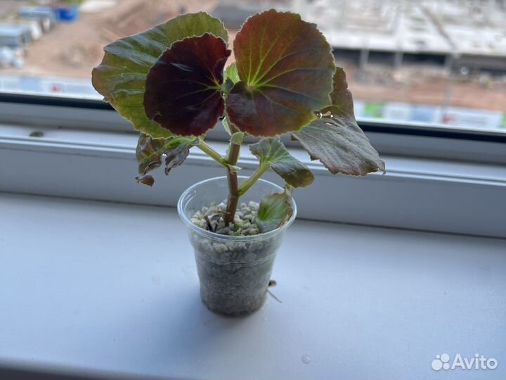 Традесканция застенчивая невеста