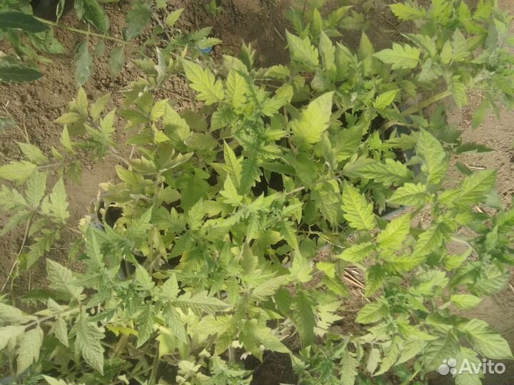 Рассада помидор и перцев