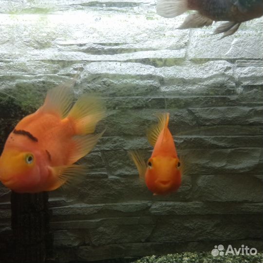 Рыбы взрослые