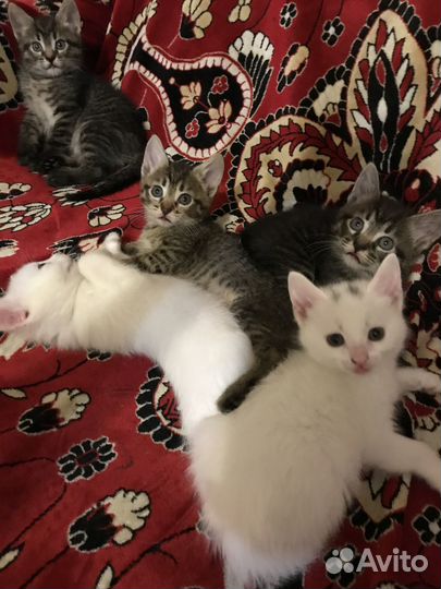 Котята в добрые руки