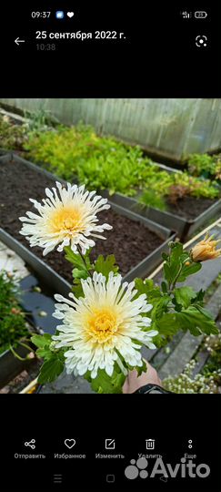 Хризантемы рассада