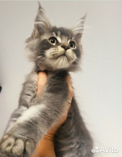 Мейн-кун кот