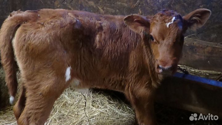 Бычек Телочка