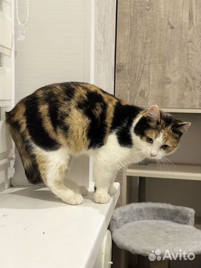 Трехцветная кошка