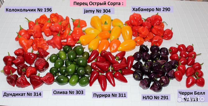 Семена острого перца