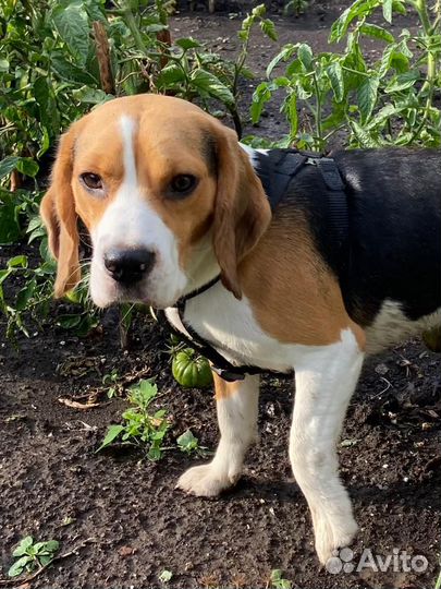 Собака в добрые руки бигль