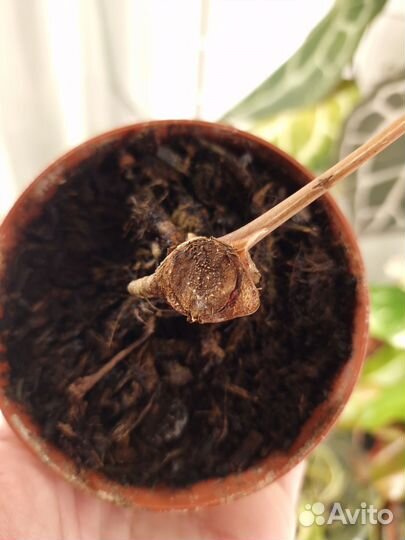 Антуриум мишель