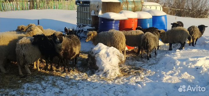 Козы и овцы