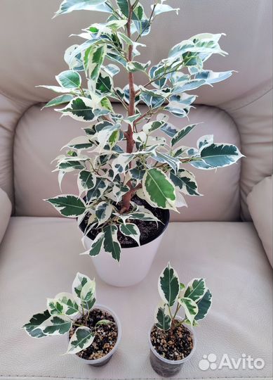 Фикус бенджамина Твилайт