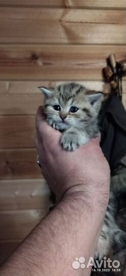 Кошки шотландцы