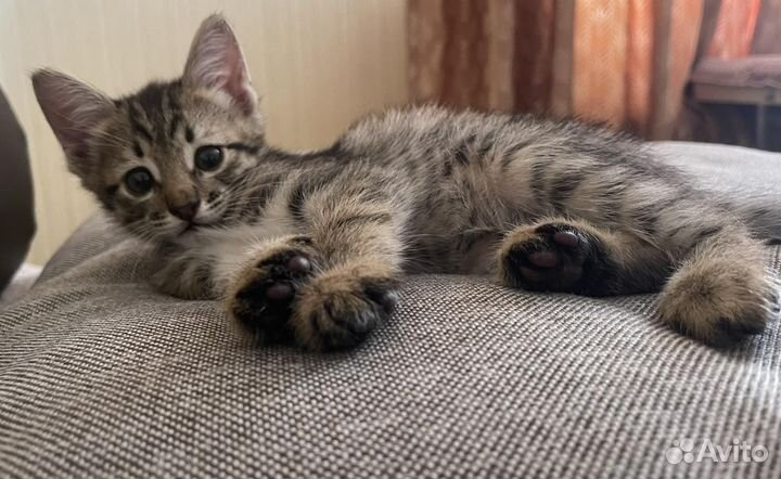 Котята, 2 месяца