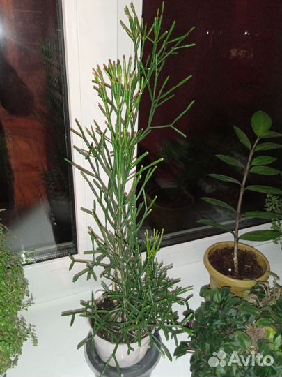 Замиокулькас, хатиора, адиантум