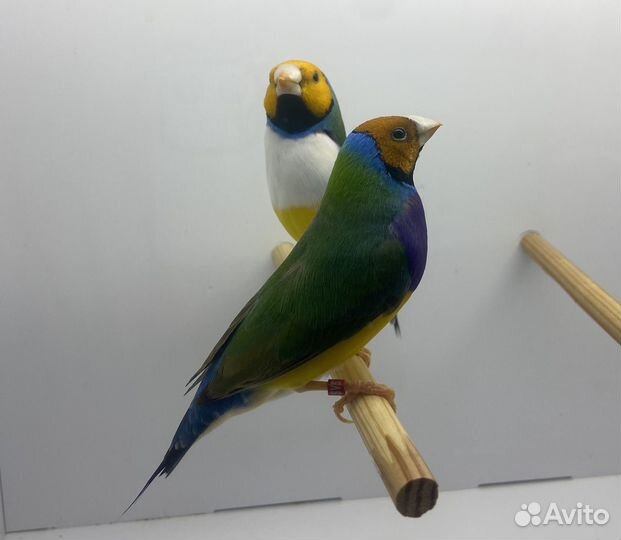 Амадины Гульда