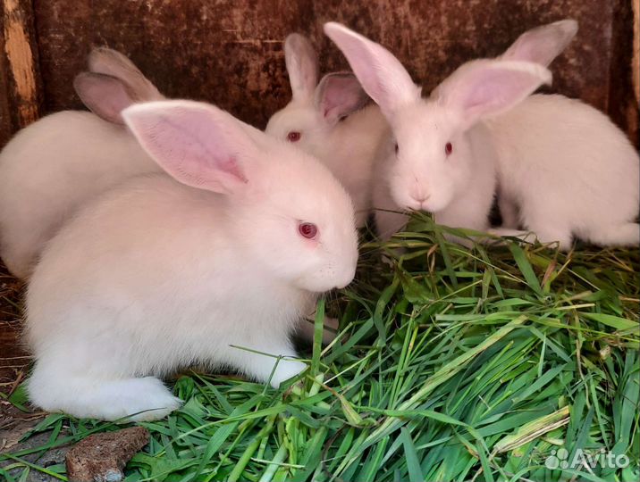 Крольчата
