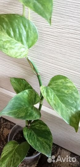 Сингониум Ред Харт, сциндапсус Марбл Квин