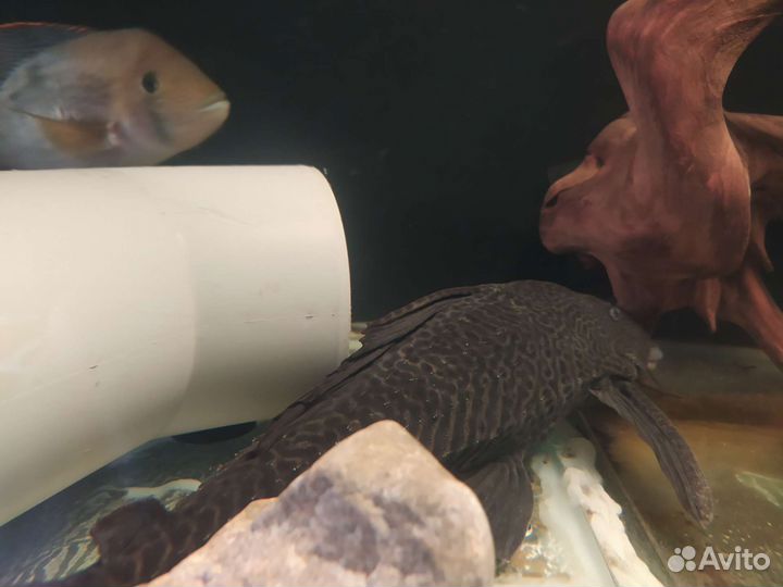 Продам аквариум