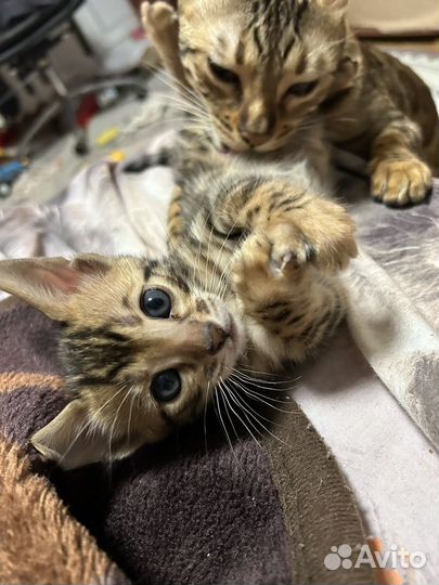 Бенгальские котята