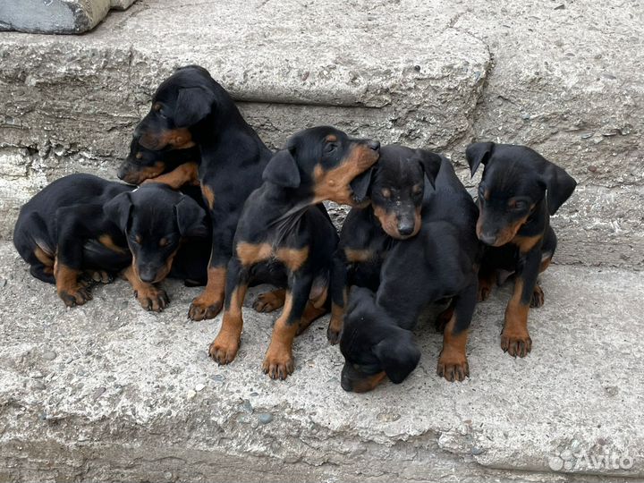 Собаки щенки добермана