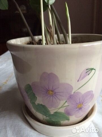 Замиокулькас в новом горшке (керамика)