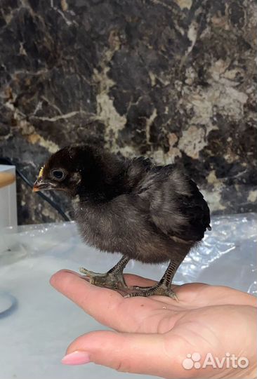 Цыплята несушки