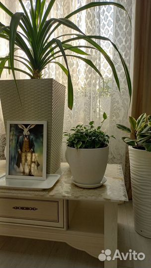 Комнатные растения