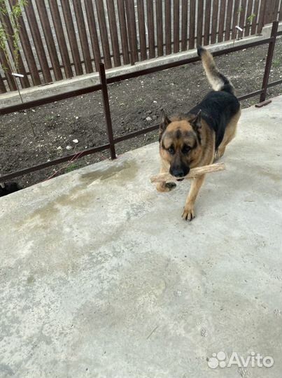 Кобель немецкой овчарки на вязку