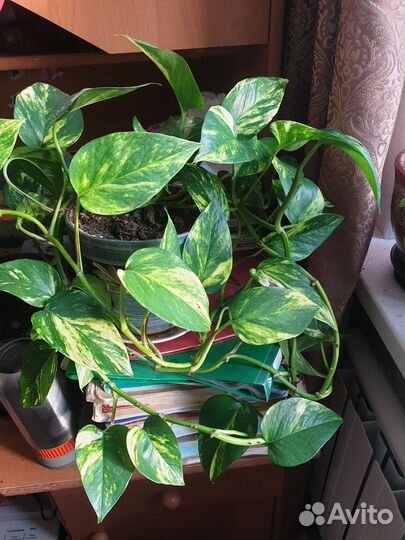 Комнатные цкеты