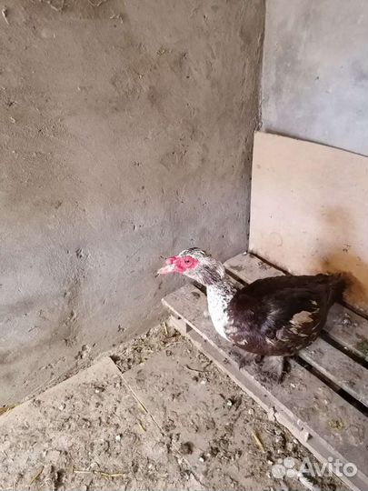 Мускусные утята индоутки