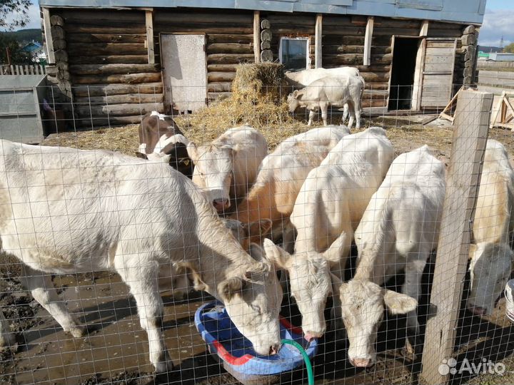 Бычки и телки