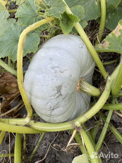 Тыква самсон