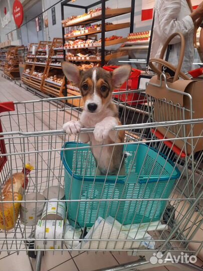 Псевдо-корги