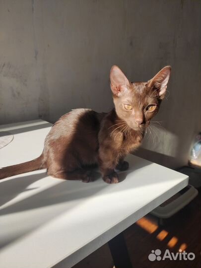 Котенок Манчкин