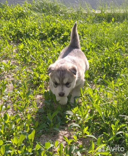 Сибирский хаски