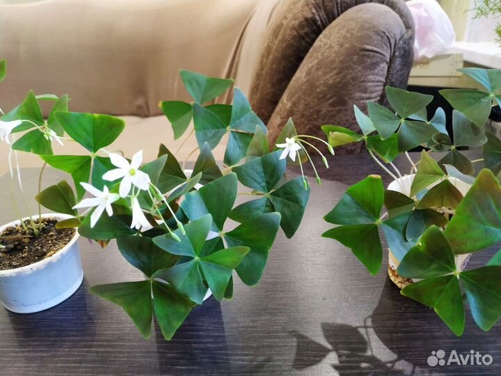 Оксалис кислица зелёная с белыми цветами