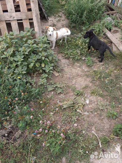 Отдам щенков